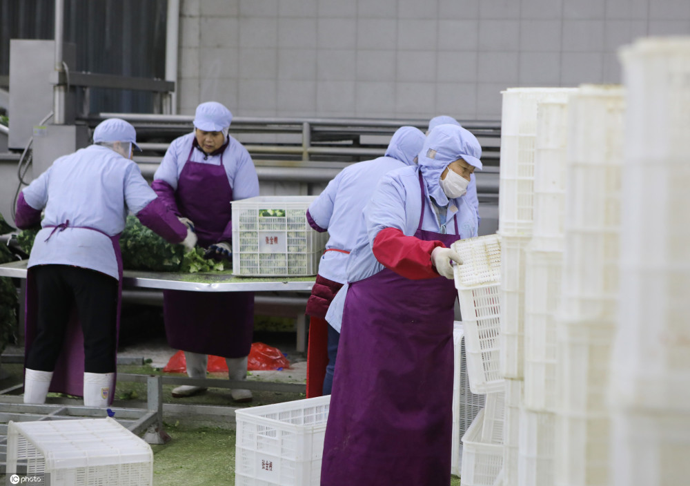 江苏滨海蔬菜走出国门远销欧美年产值3亿元以上